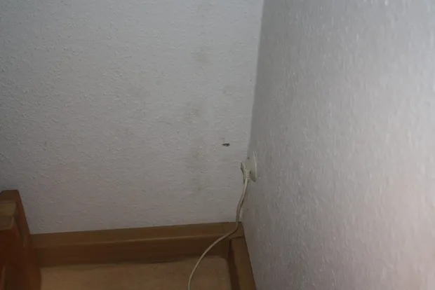 Gegengutachten bezüglich eines Schimmelschadens in Bamberg